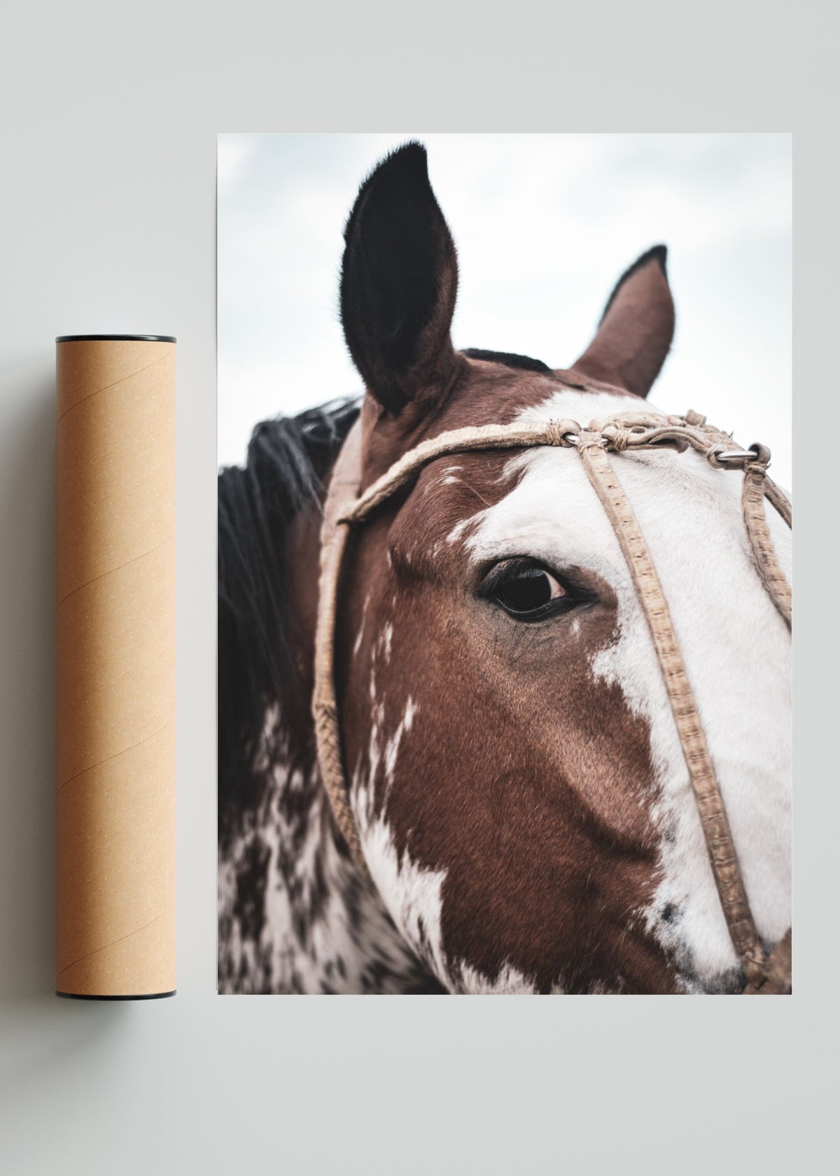 Mirada noble - FotoV Solo print