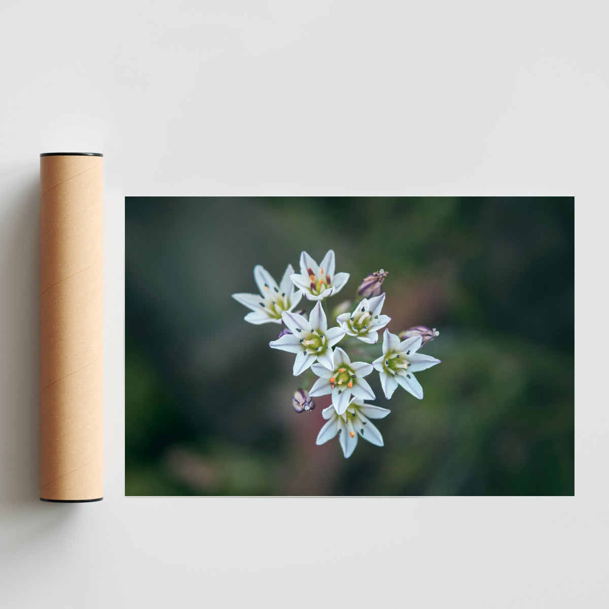 Maduracion - FotoH solo print
