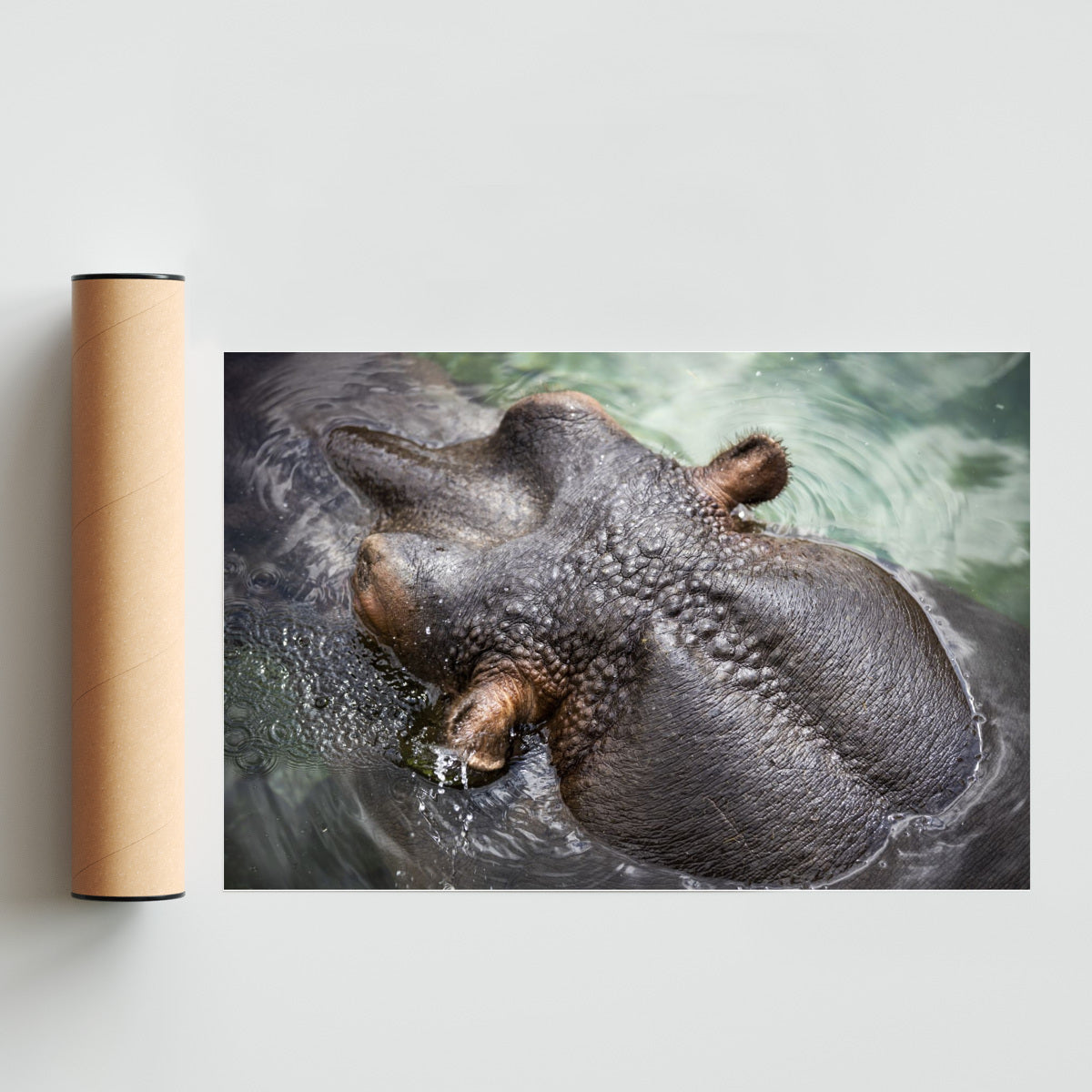 Amphibius - FotoH solo print