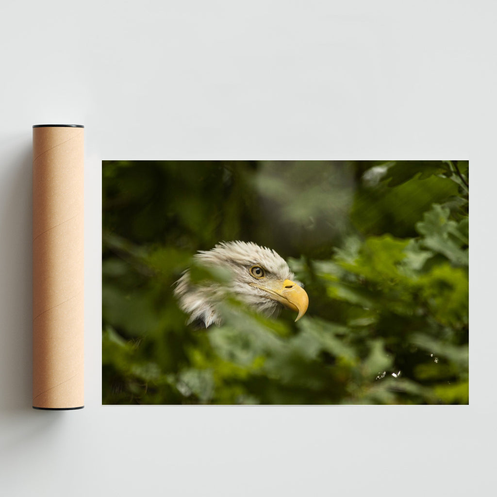 Mirada aviar - FotoH solo print
