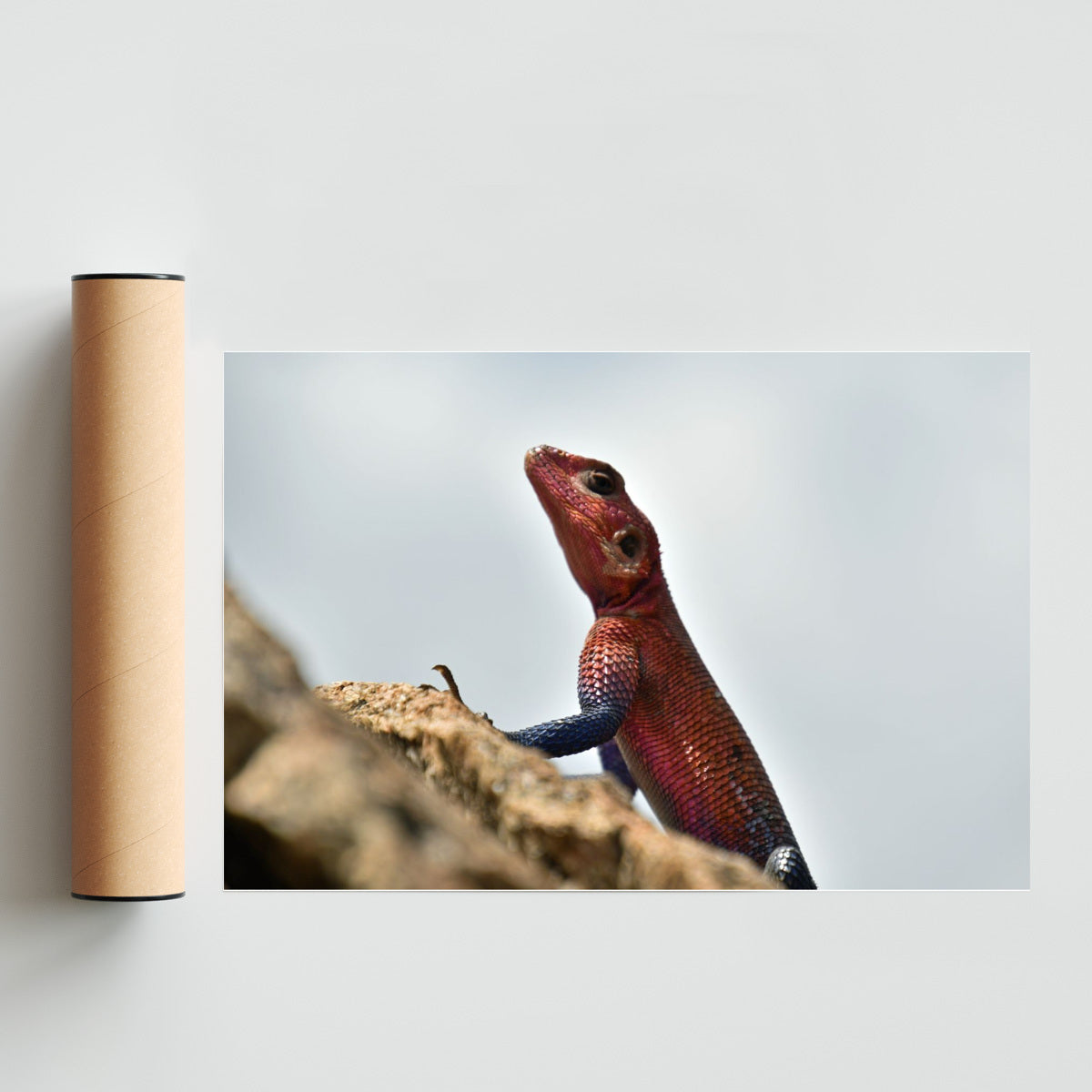 LIZARD - FotoH solo print