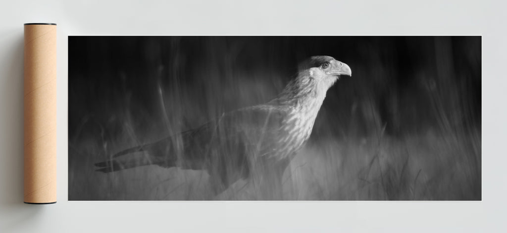 Caracara plancus - Pano H Solo print