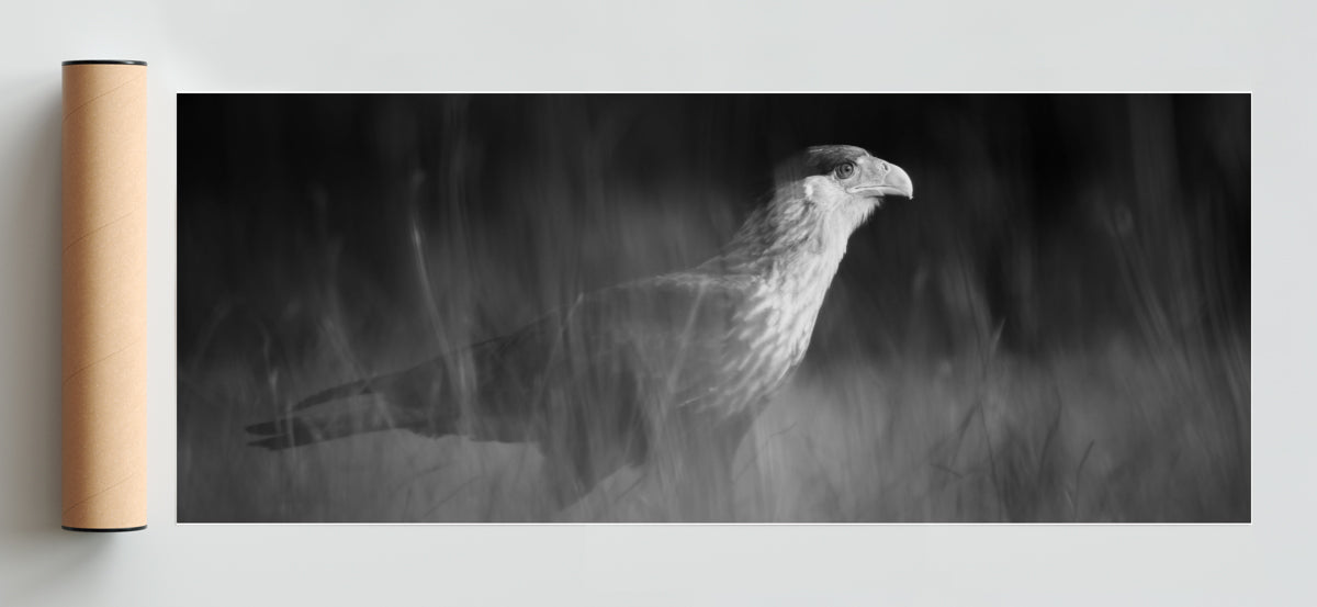 Caracara plancus - Pano H Solo print