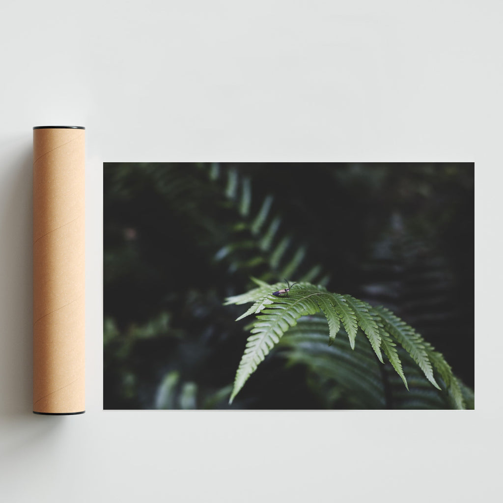 Luciérnaga - FotoH solo print