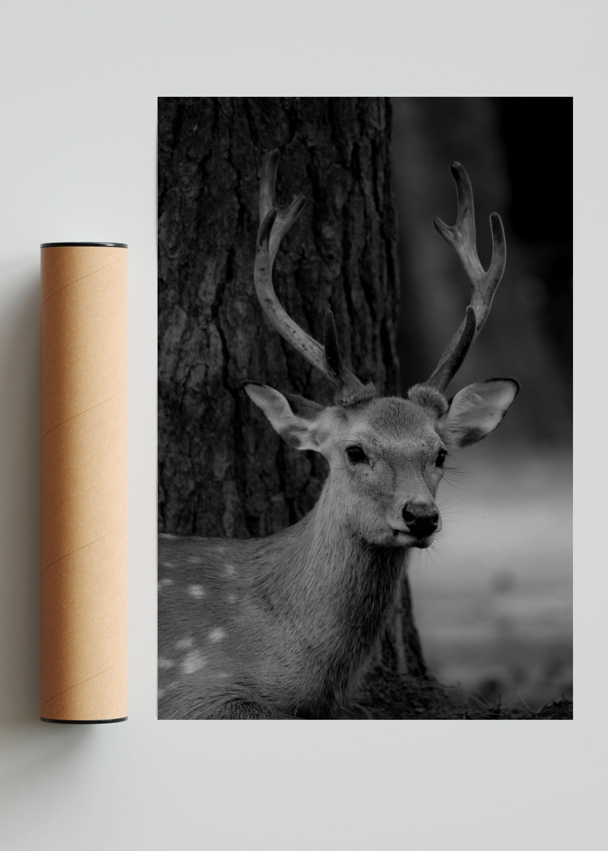 Nara Deer - FotoV Solo print