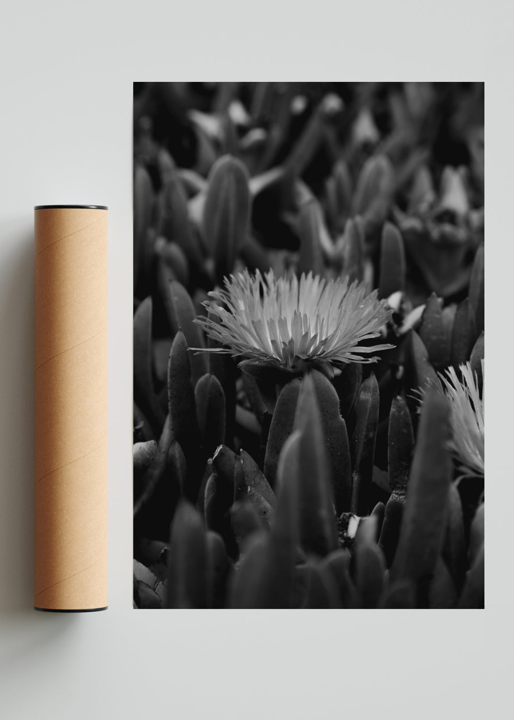 Margarita - FotoV Solo print