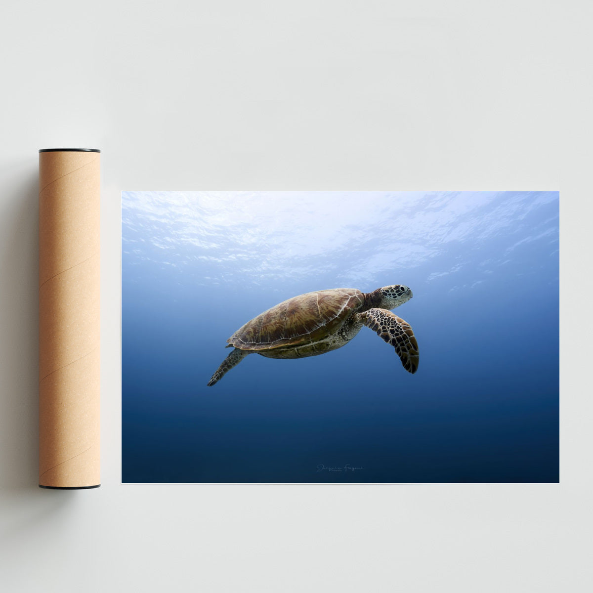 Flying turtle - FotoH solo print