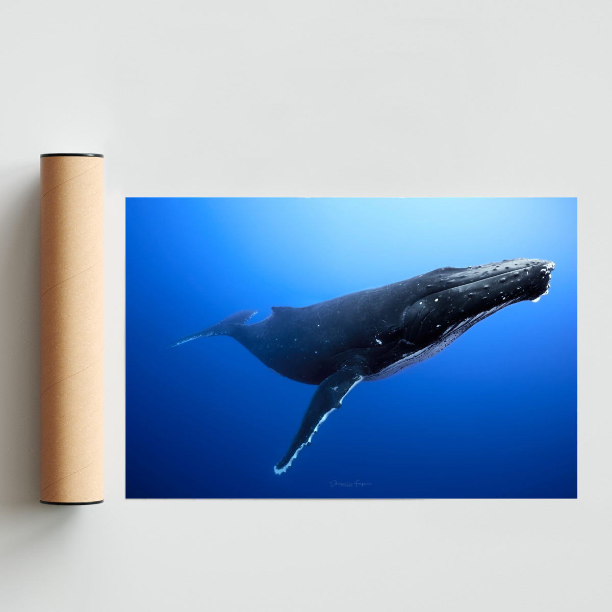 Humpback - FotoH solo print