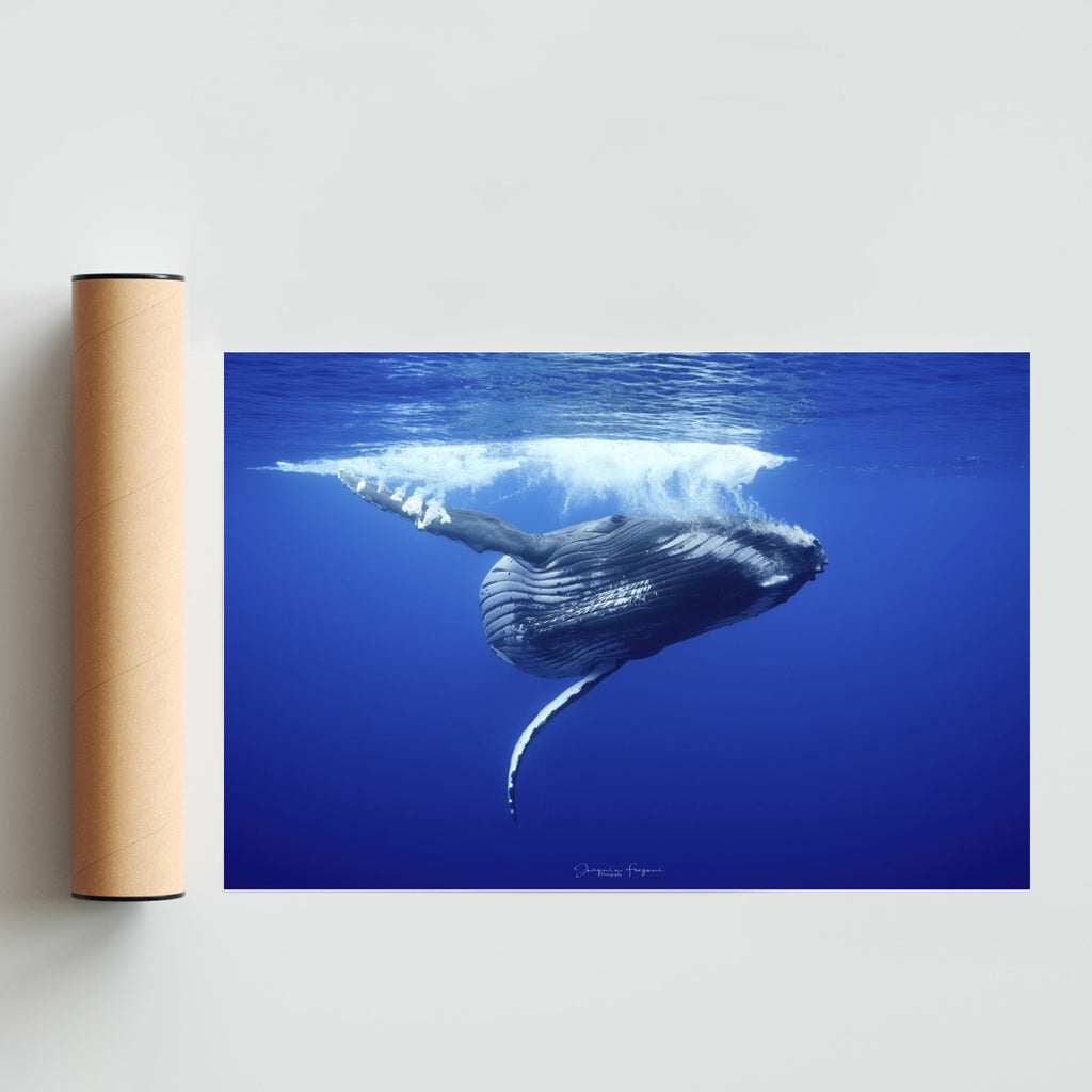 Splash - FotoH solo print