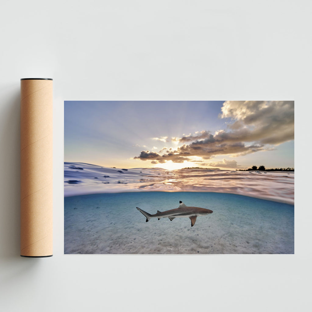 Wild Sunset - FotoH solo print