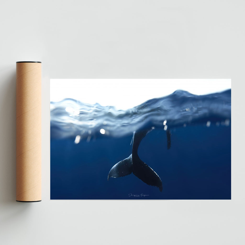 Tail - FotoH solo print