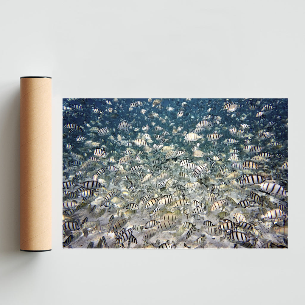 Fish party - FotoH solo print