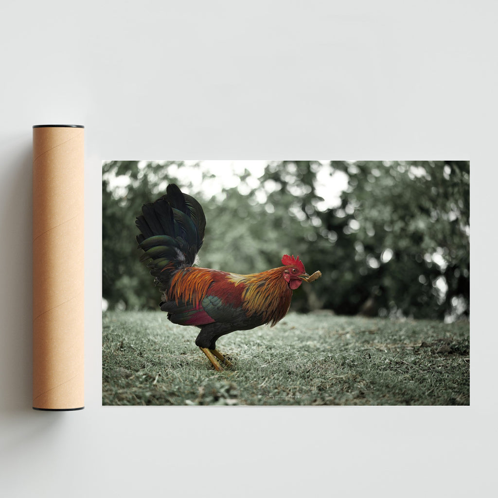 Rooster - FotoH solo print