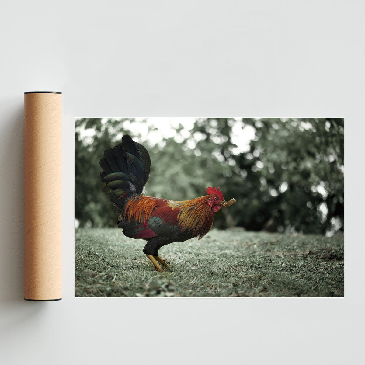 Rooster - FotoH solo print