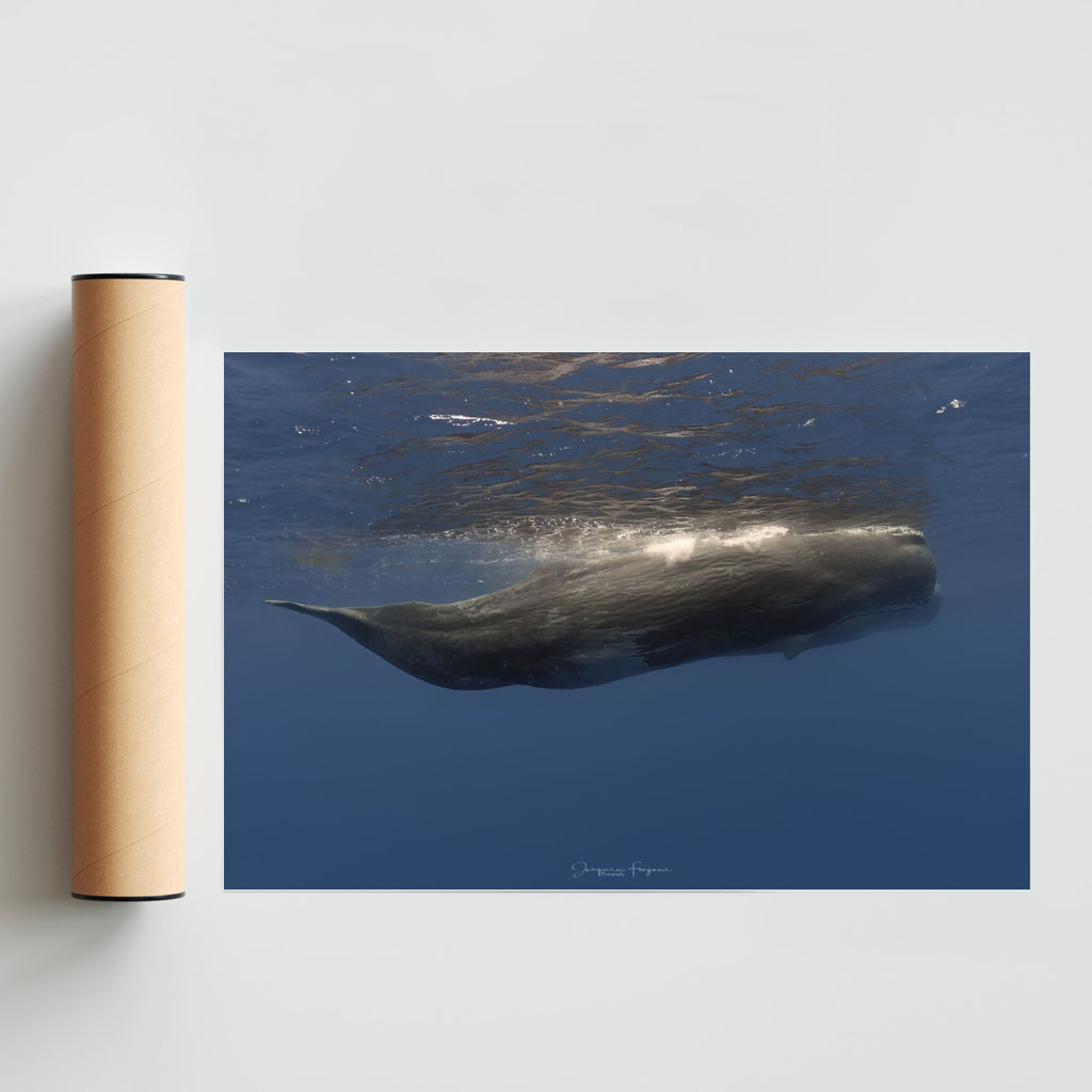 Sperm whales - FotoH solo print