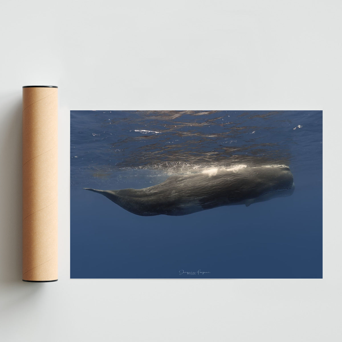 Sperm whales - FotoH solo print