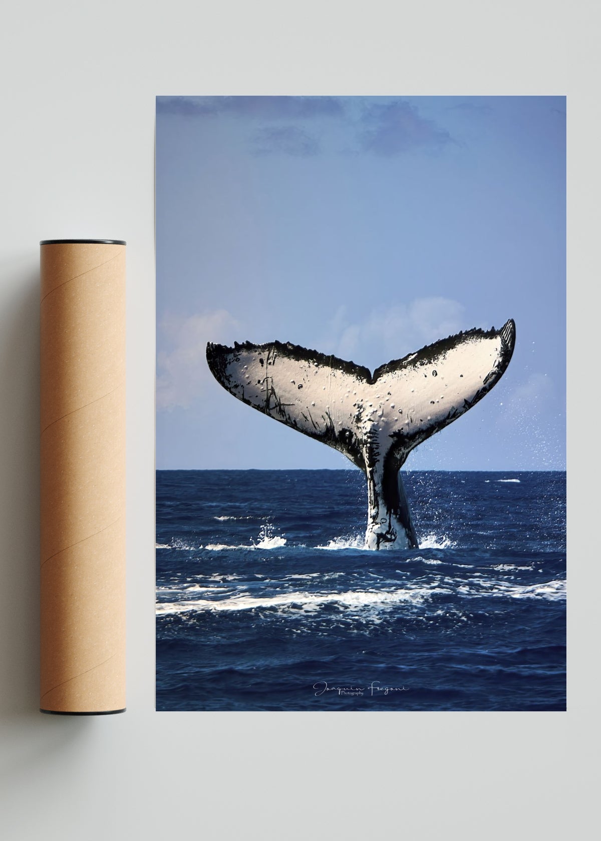 Ballena - FotoV Solo print