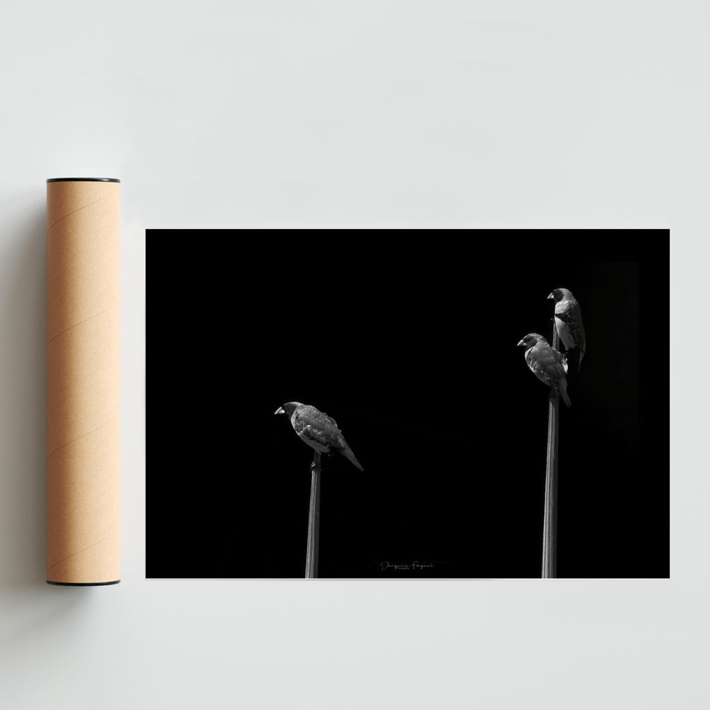 Vini-Vini - FotoH solo print
