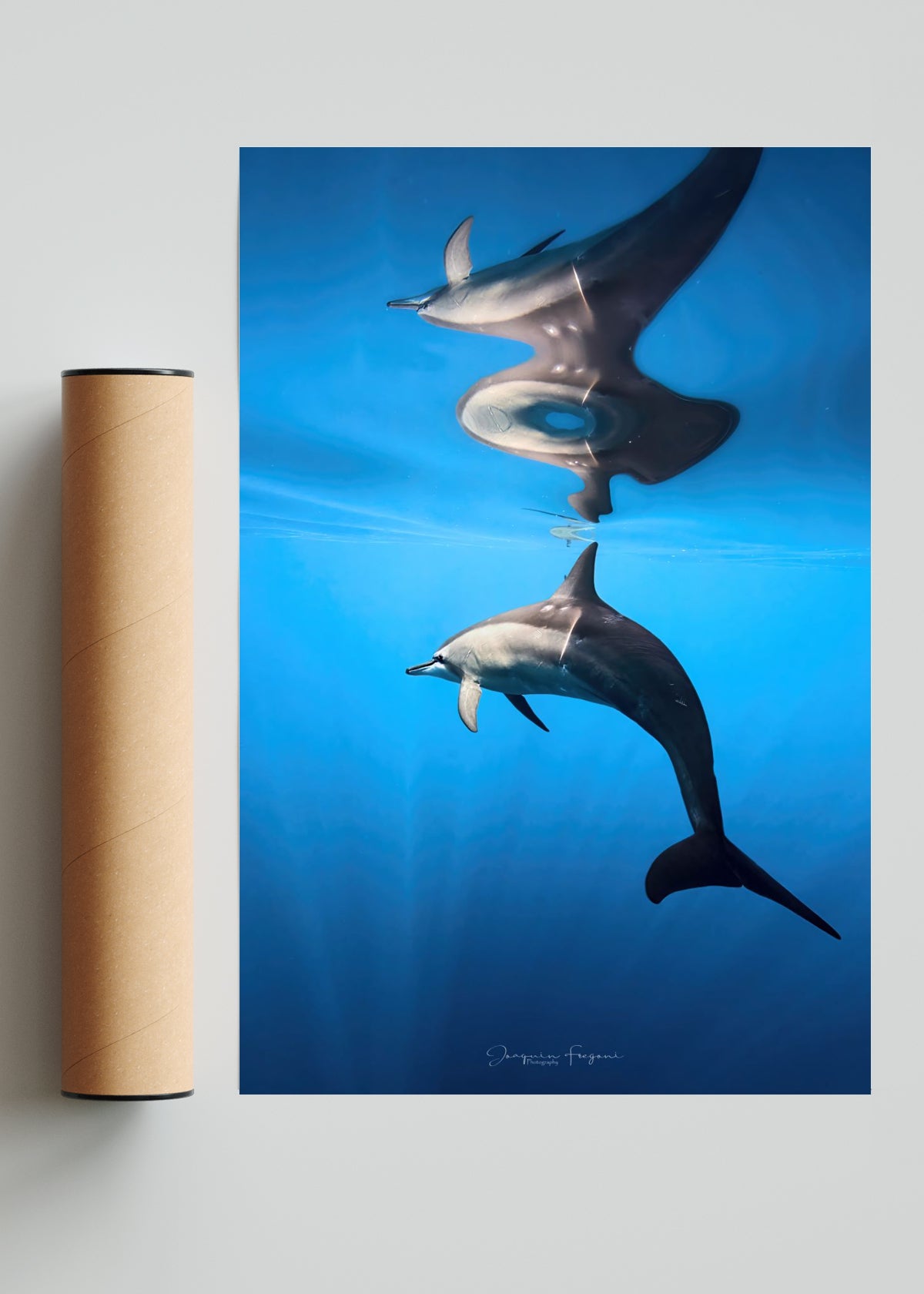Spinner Dolphin - FotoV Solo print