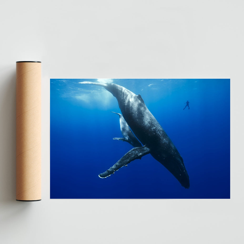 Mi amigo y la ballena - FotoH solo print