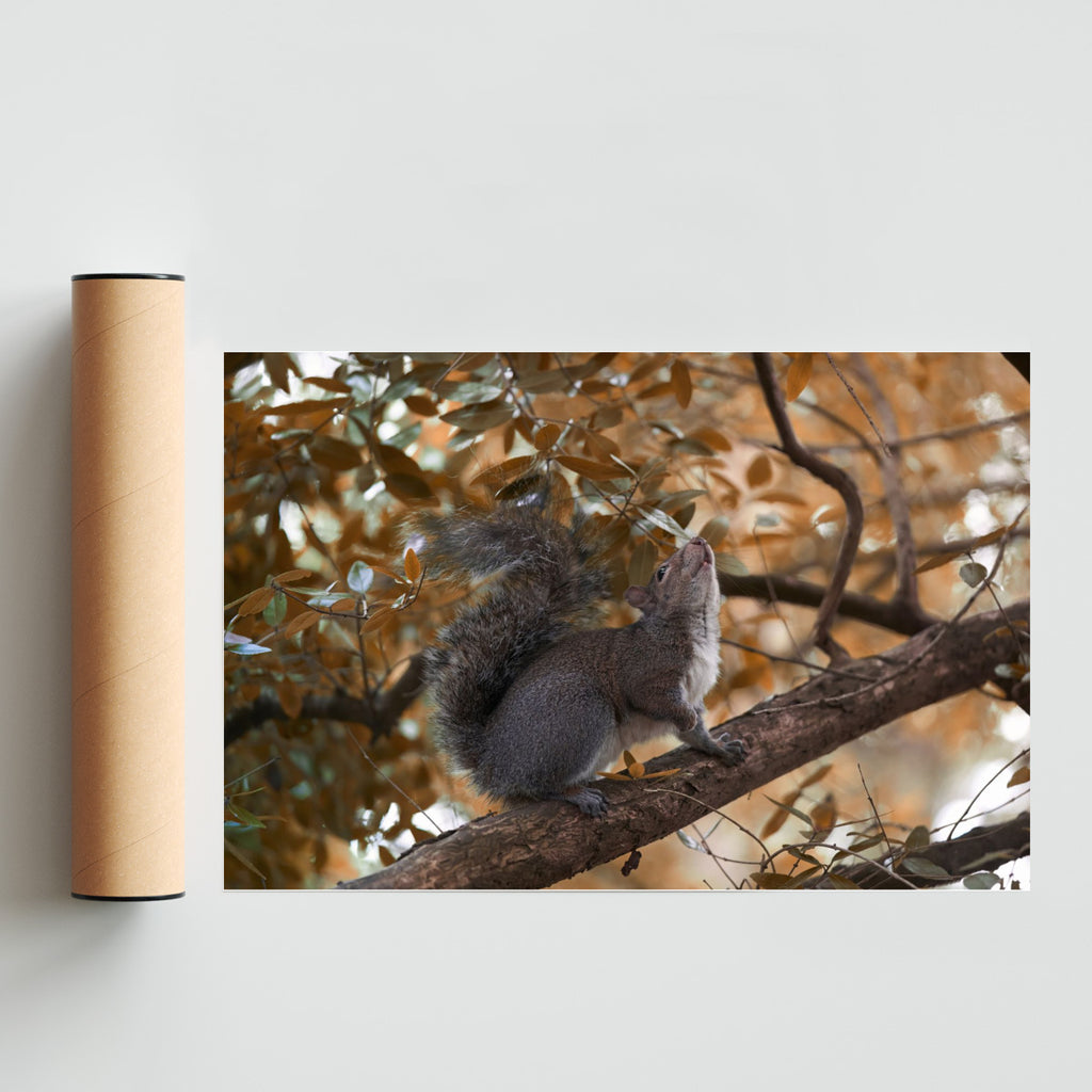 Ardilla - FotoH solo print