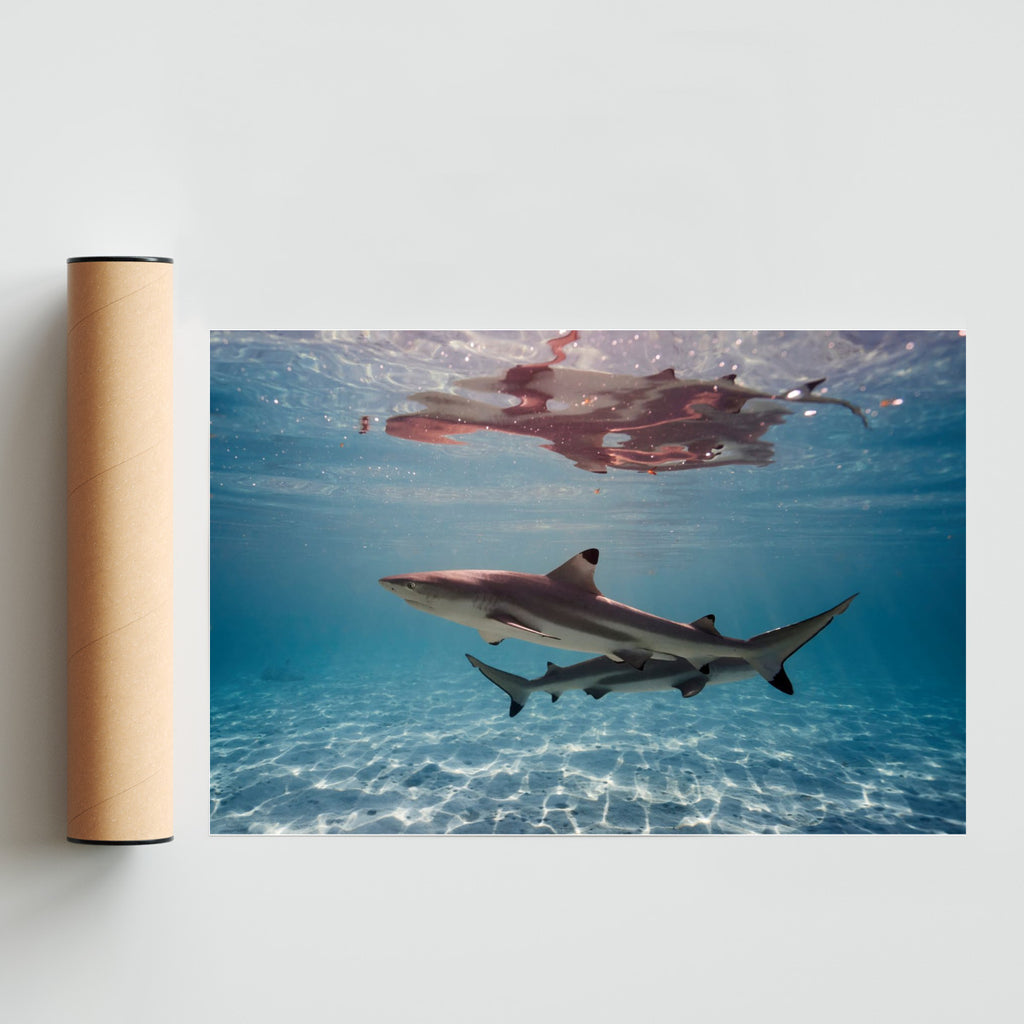 Puntas negras en aguas poco profundas - FotoH solo print