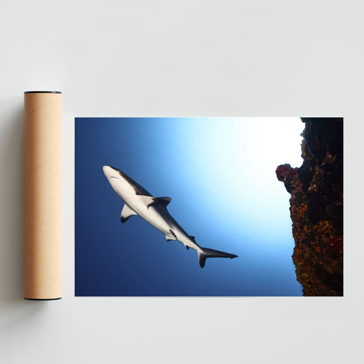 Tiburon gris desde la cueva - FotoH solo print