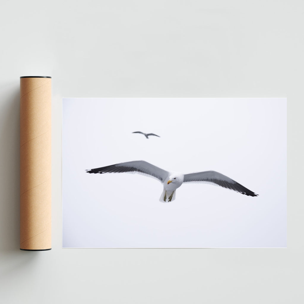 Gaviota en libertad - FotoH solo print