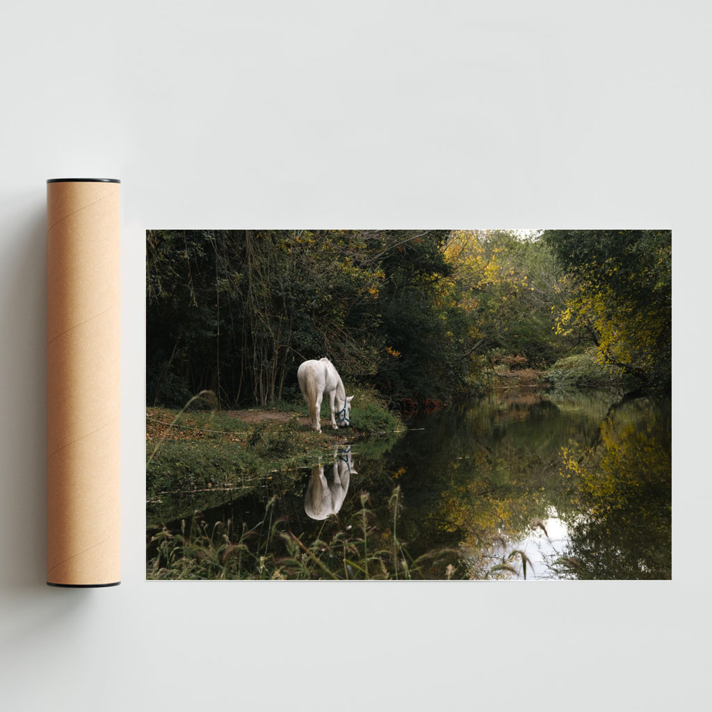 Caballo blanco reflejado - FotoH solo print