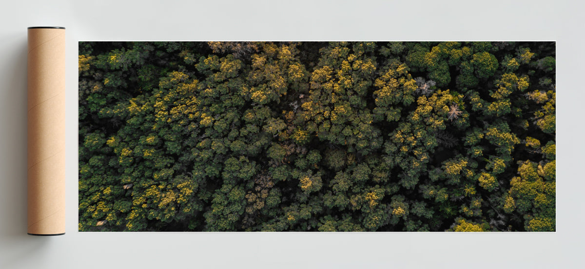Foco - Pano H Solo print
