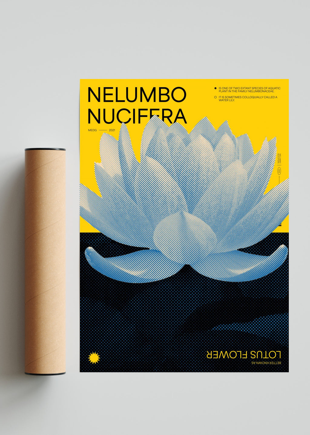 Lotus - Retrato solo print