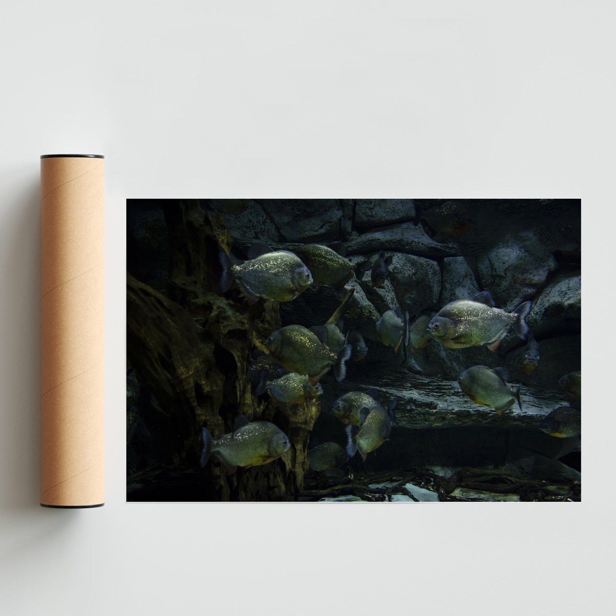 Pirañas - FotoH solo print