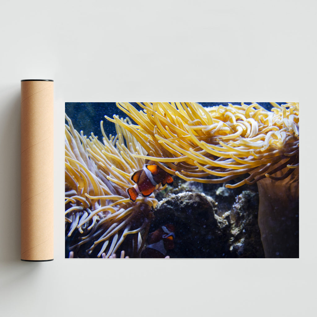 Pez payaso - FotoH solo print