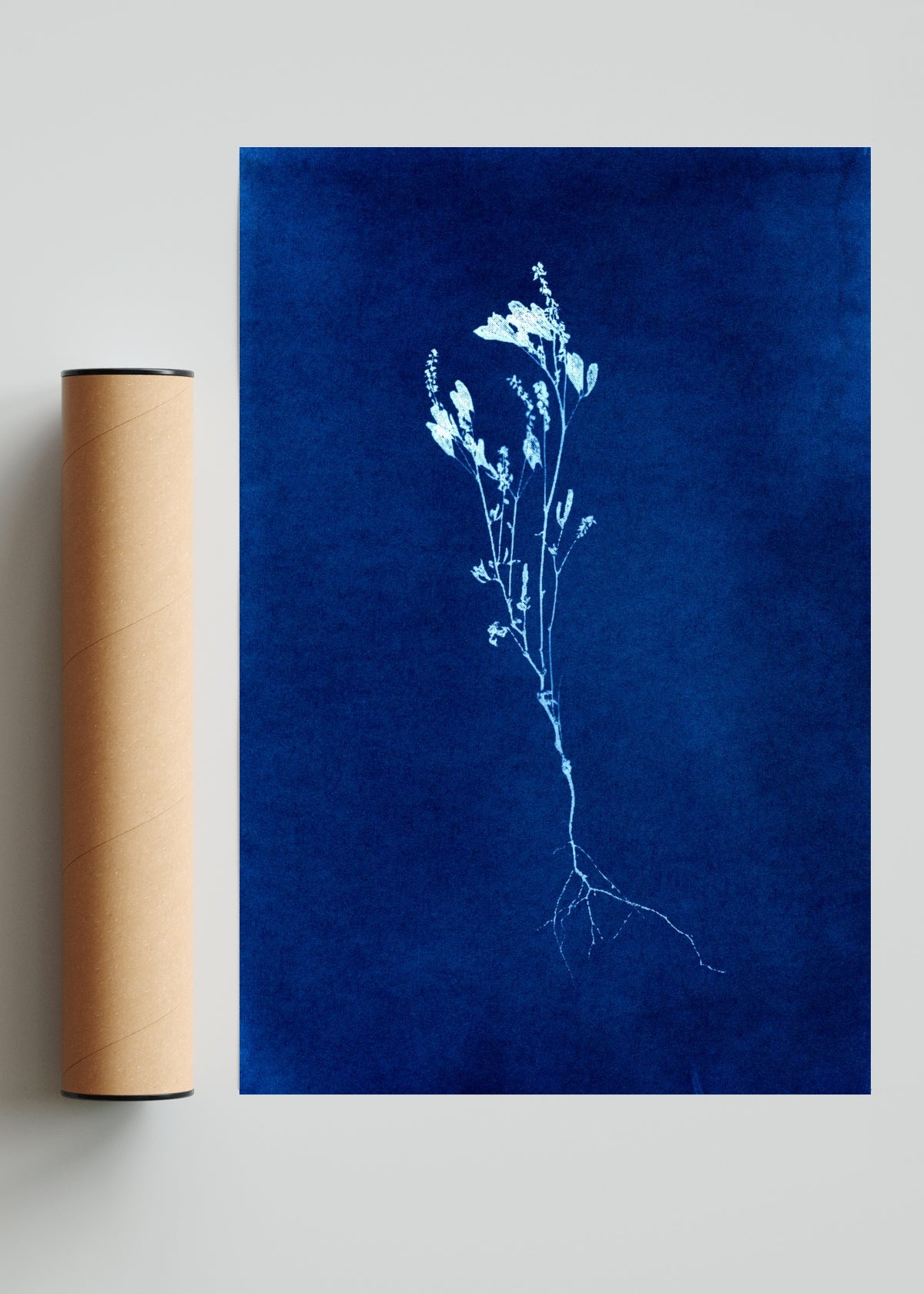 Raiz - FotoV Solo print
