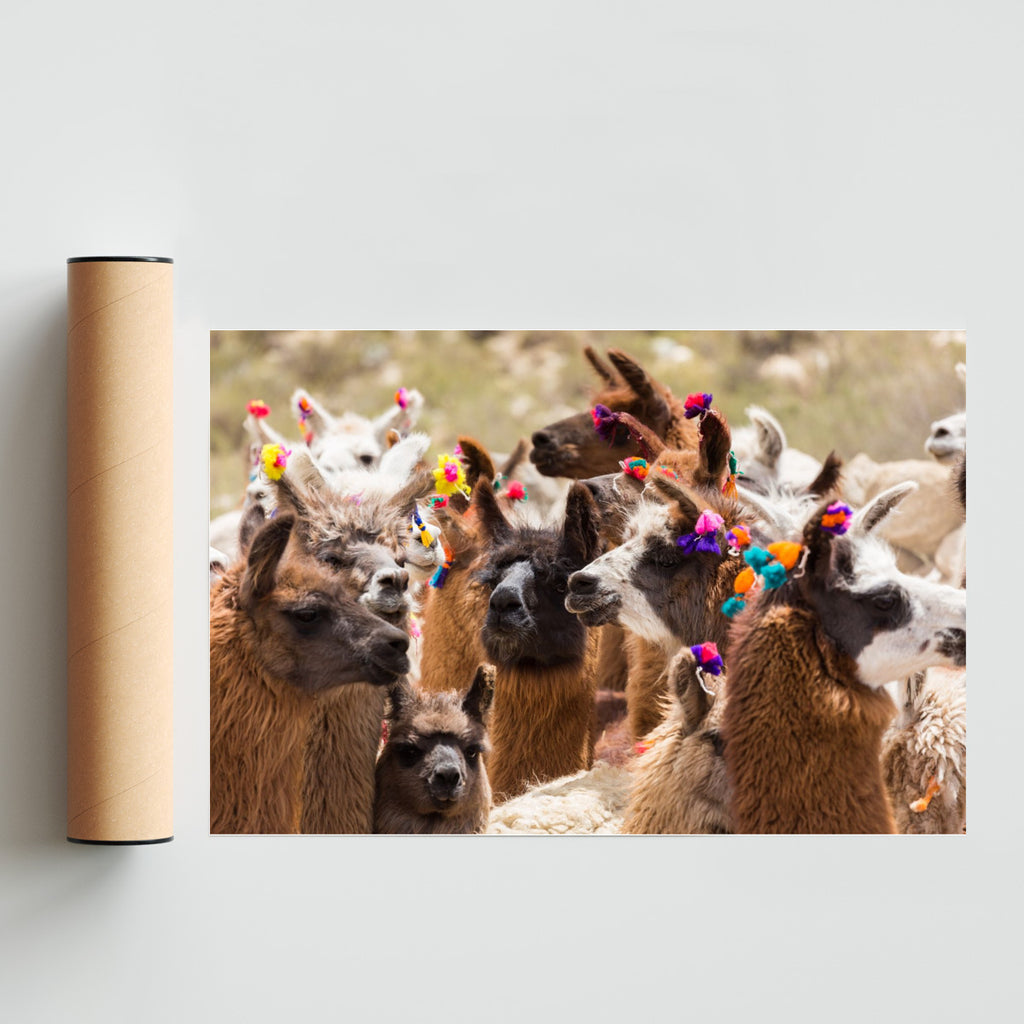 Llamas - FotoH solo print