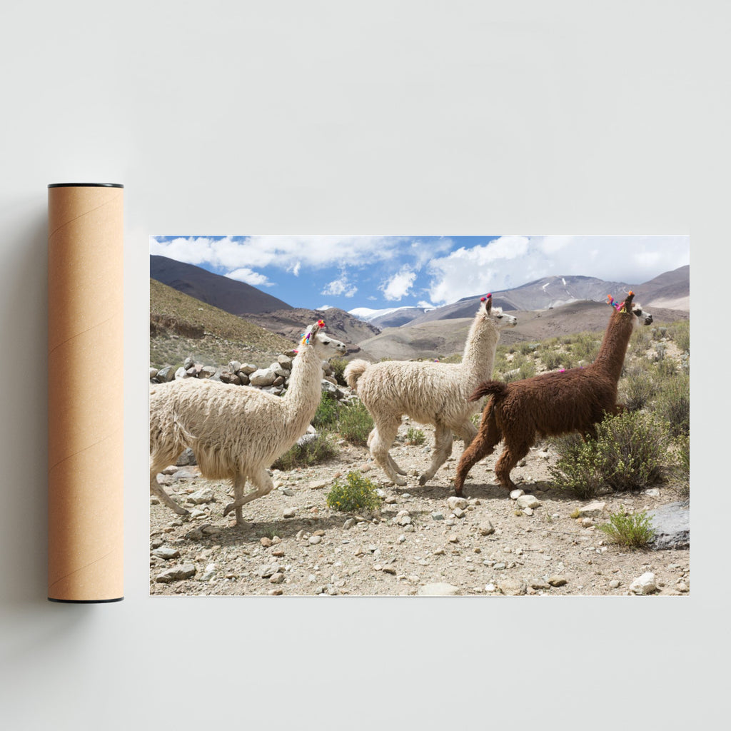 Tres llamas - FotoH solo print