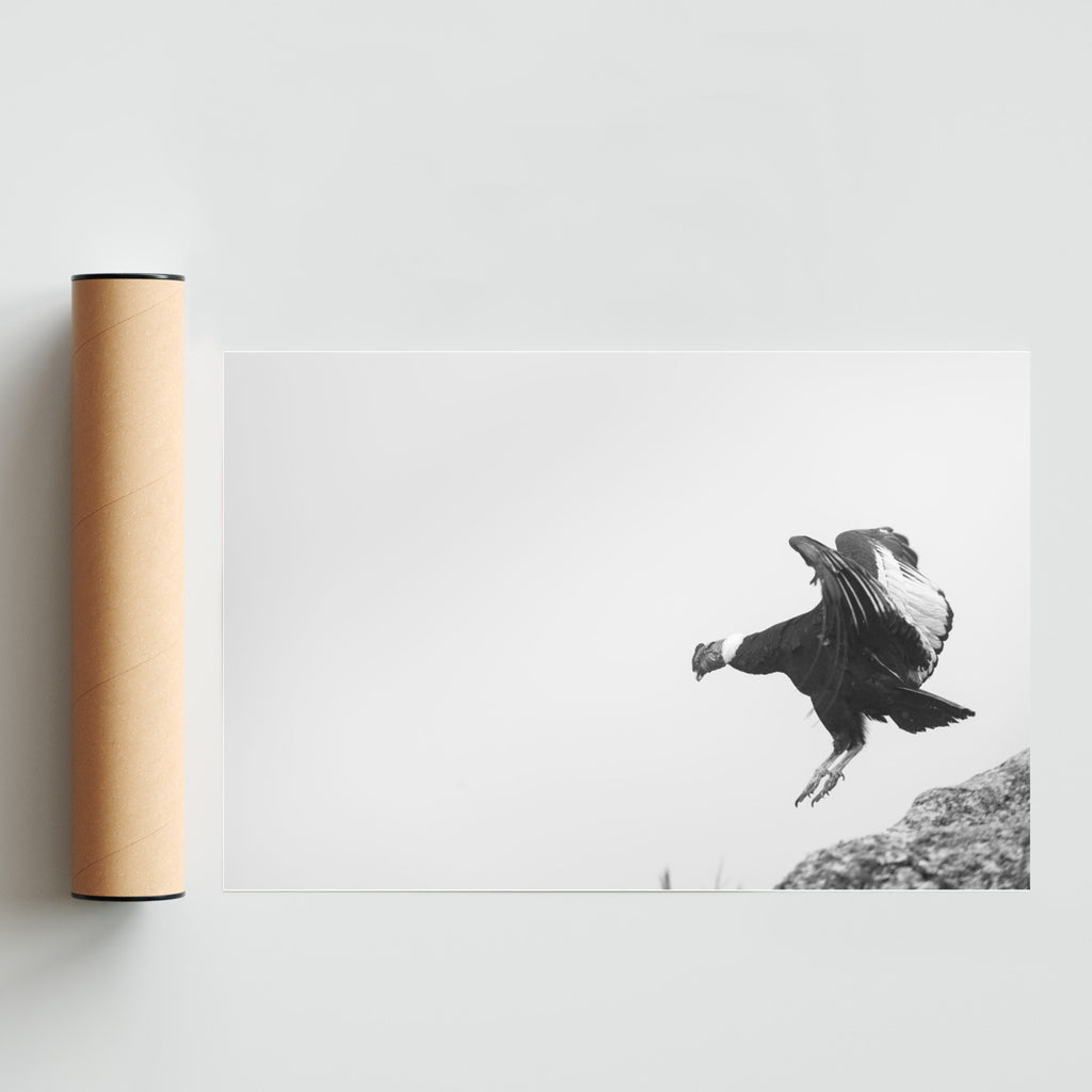 Condor Andino - FotoH solo print