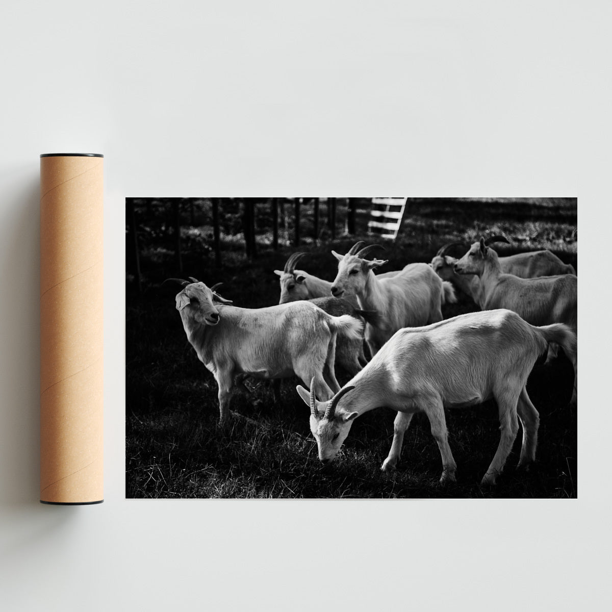 Cabras - FotoH solo print