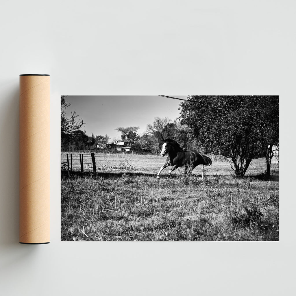 Galope II - FotoH solo print