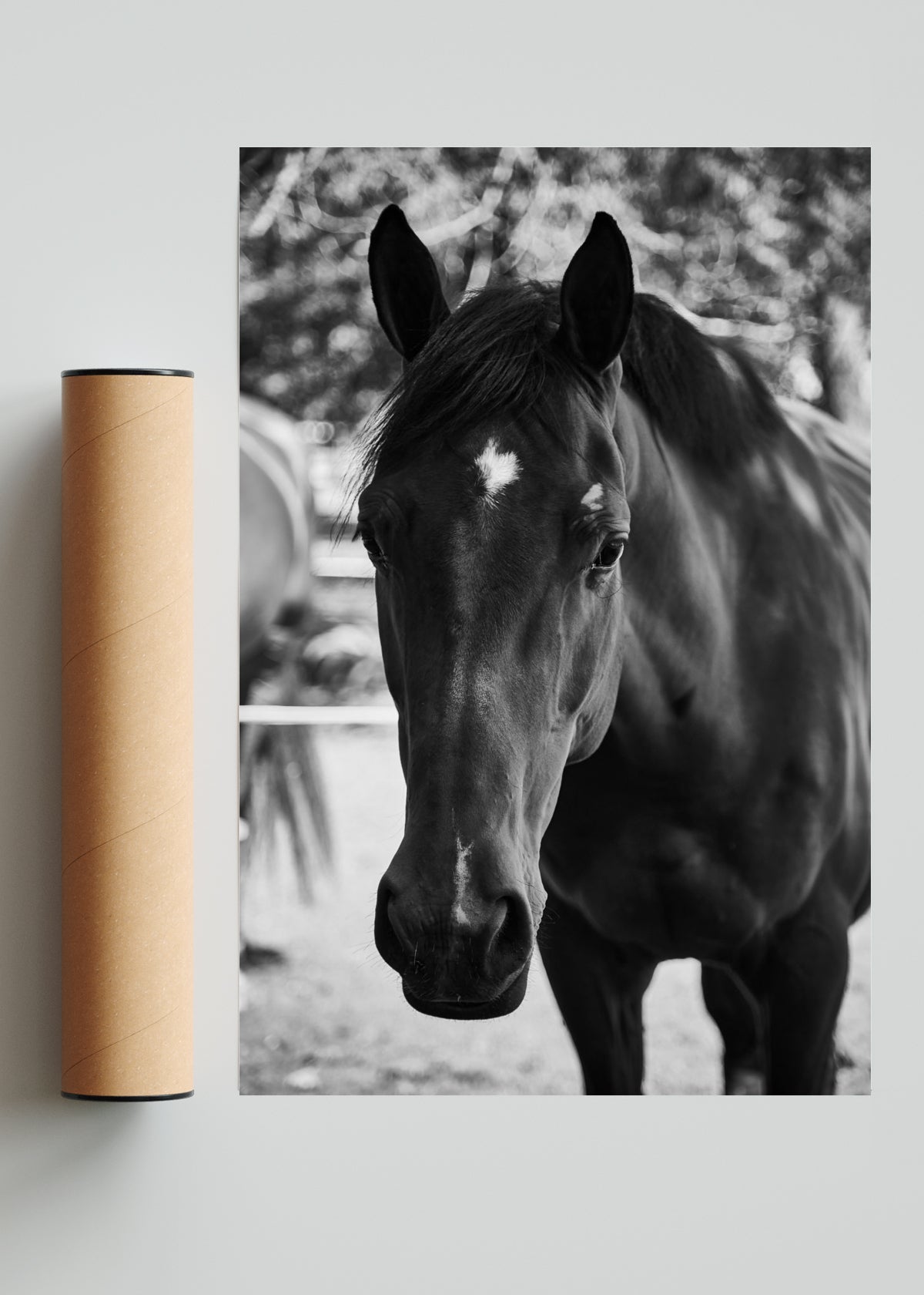 Caballo IIII - FotoV Solo print