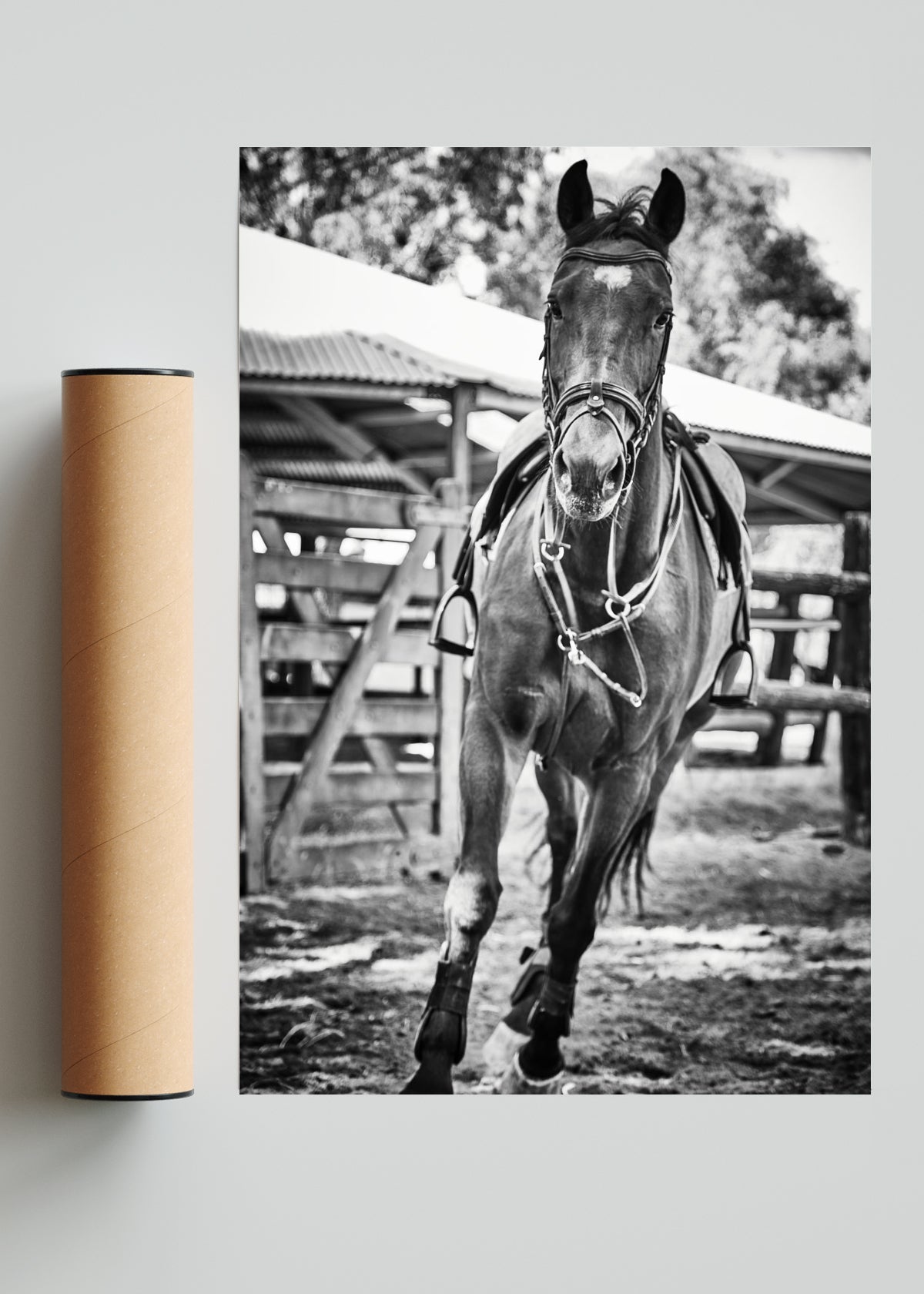CaballoIII - FotoV Solo print