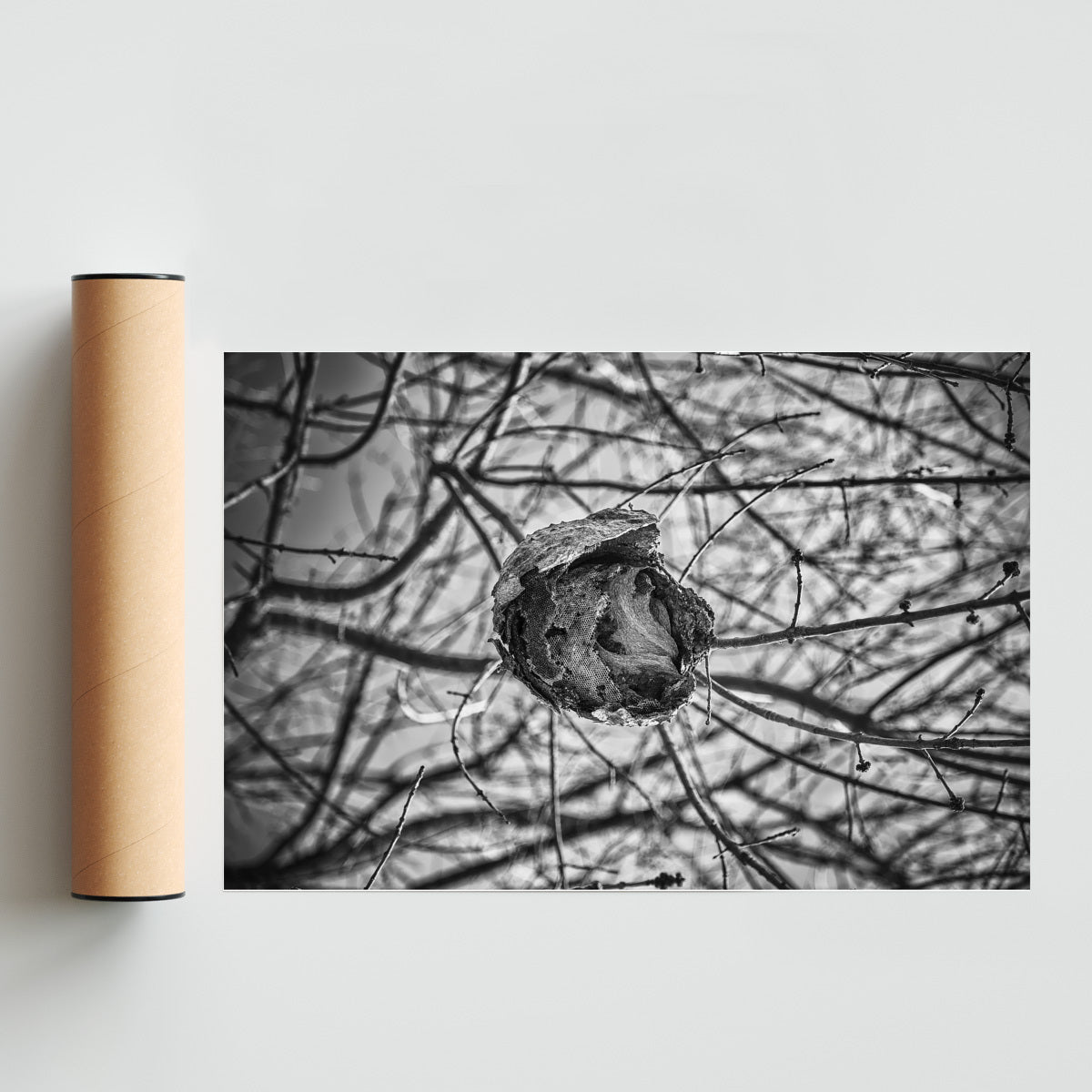 PANAL - FotoH solo print