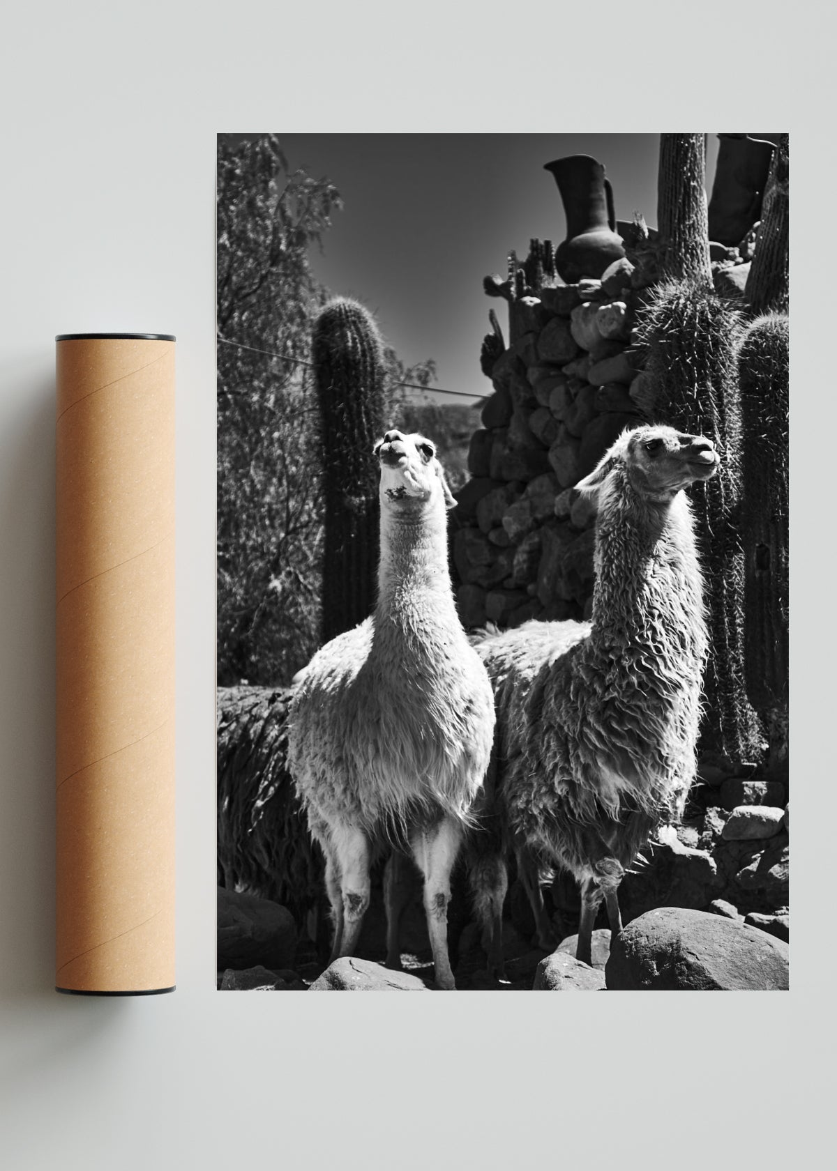 Llamas - FotoV Solo print