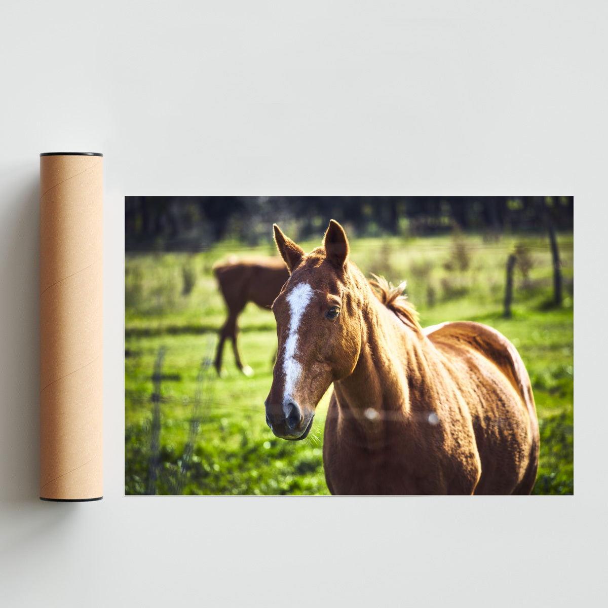 CABALLO - FotoH solo print