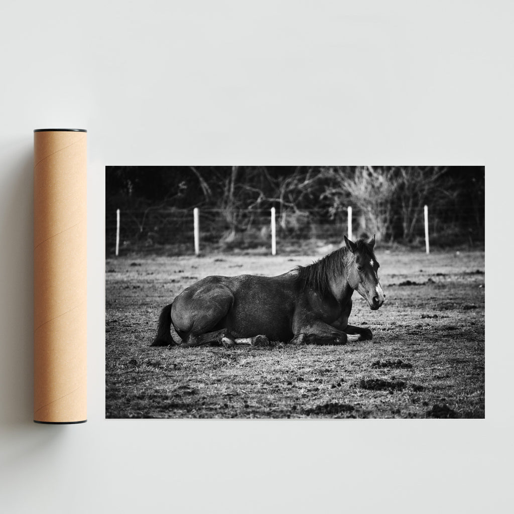 CABALLO II - FotoH solo print