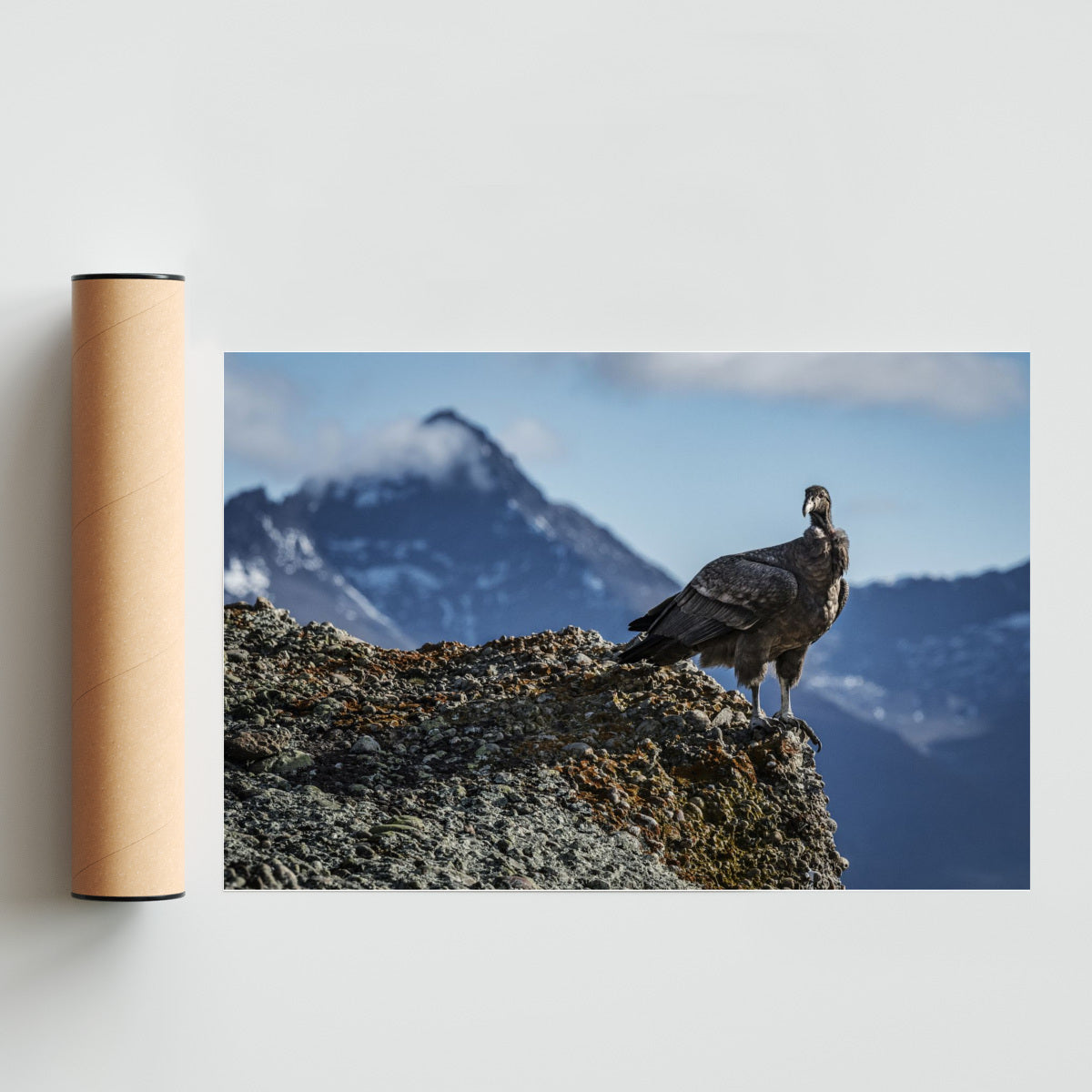Cóndor juvenil - FotoH solo print