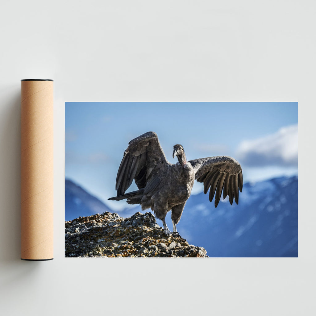Cóndor Juvenil - FotoH solo print