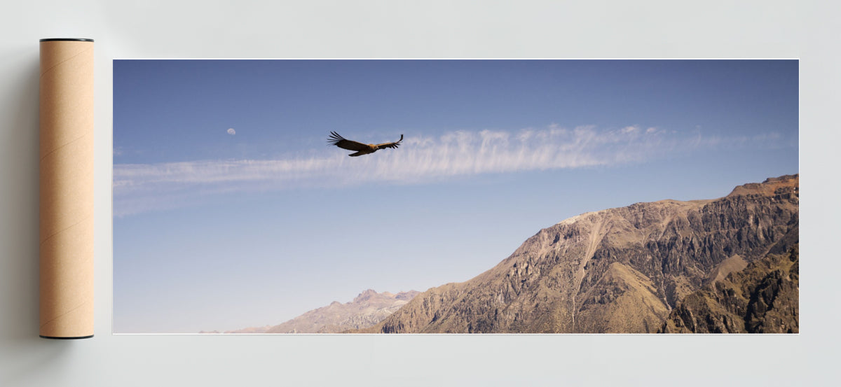 Condor - Pano H Solo print