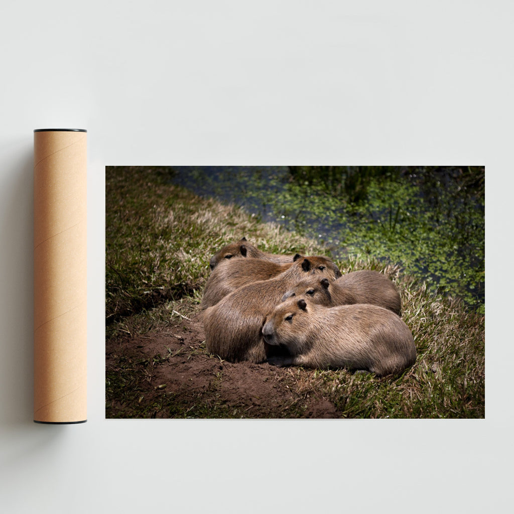 Bebes carpincho durmiendo a la luz de la luna - FotoH solo print