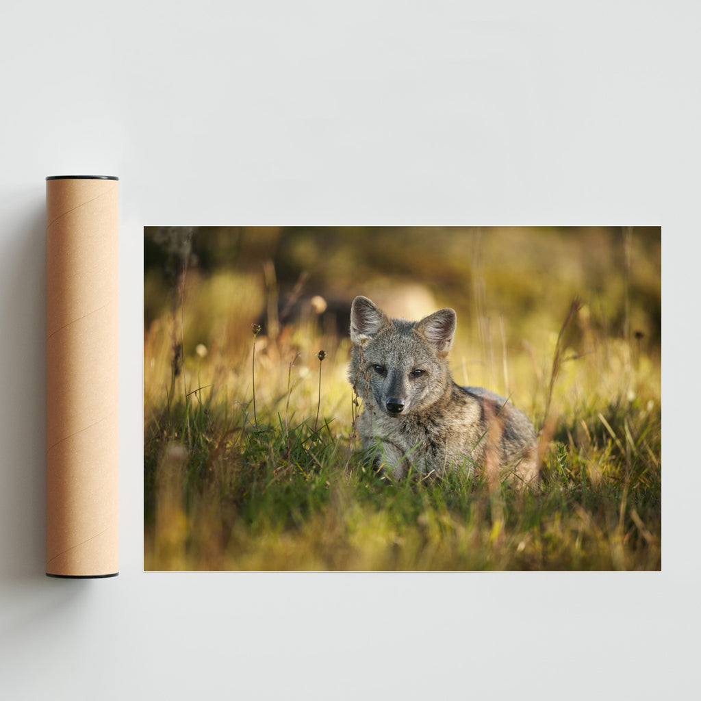 Zorro - FotoH solo print